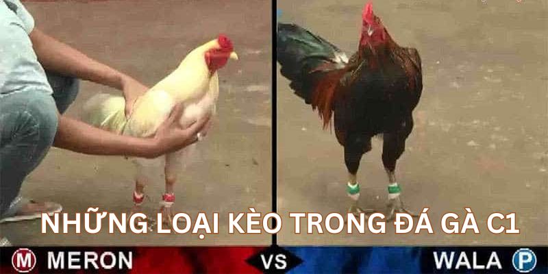 Những loại kèo thịnh hành trong đá gà trực tiếp C1